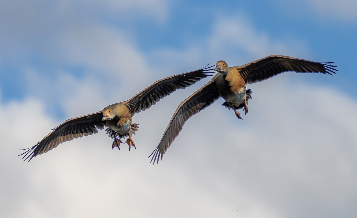 Plumed Whistling-Duck - Cameron Driessens