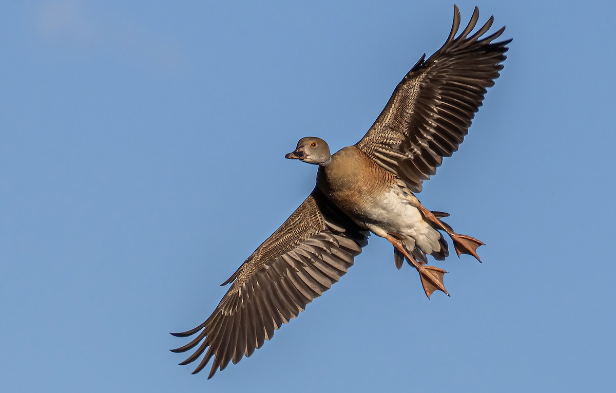 Plumed Whistling-Duck - Cameron Driessens