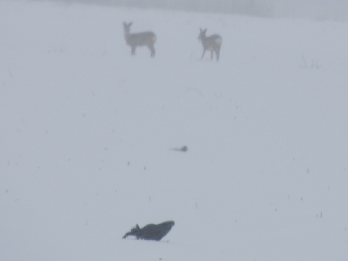 Black Grouse - Mark Easterbrook