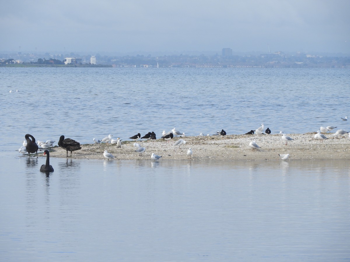 Pied Oystercatcher - ML468713961