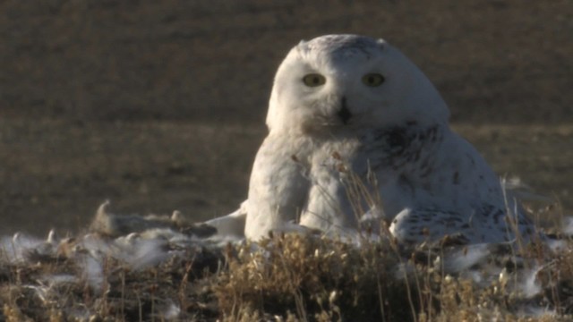 Snowy Owl - ML468714