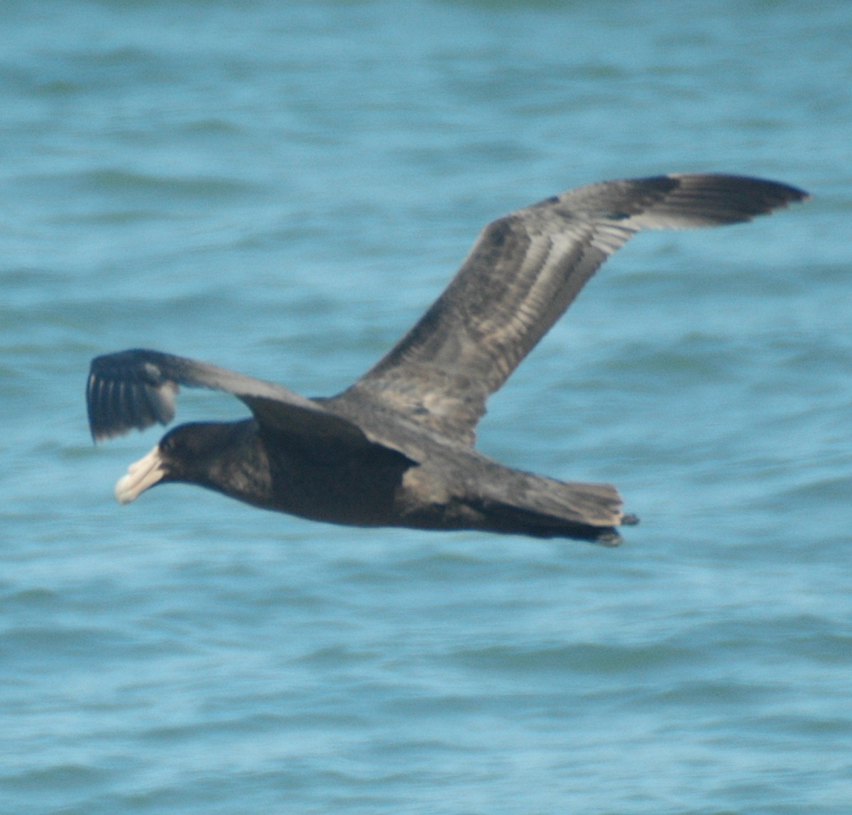 Southern Giant-Petrel - ML468714071