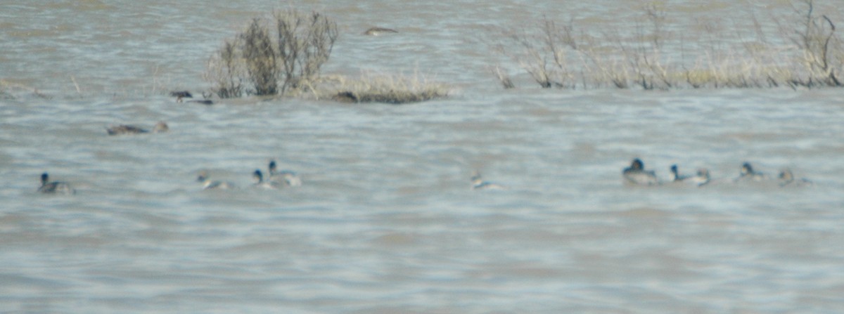 Silvery Grebe - ML468714271