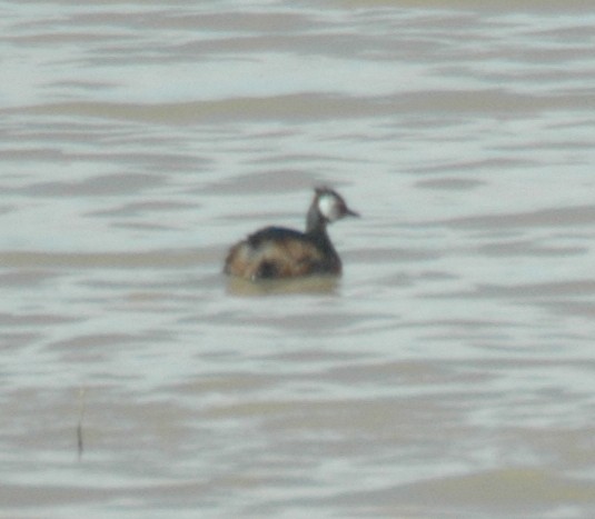 White-tufted Grebe - ML468714291