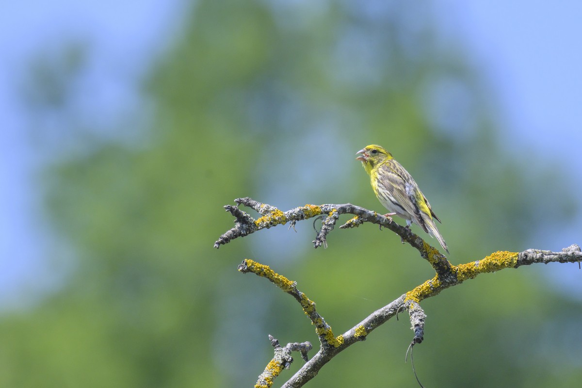 European Serin - ML468714461