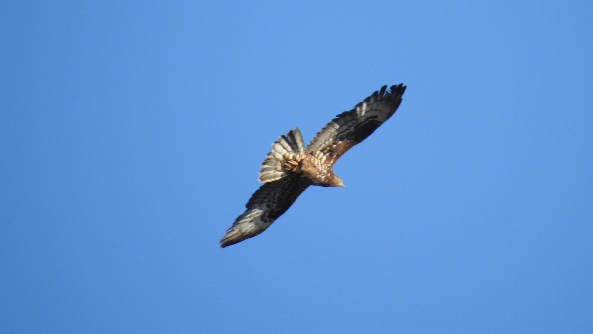 Wespenbussard - ML468715651