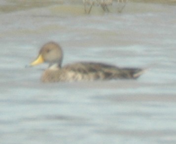 Yellow-billed Pintail - Thomas Brooks