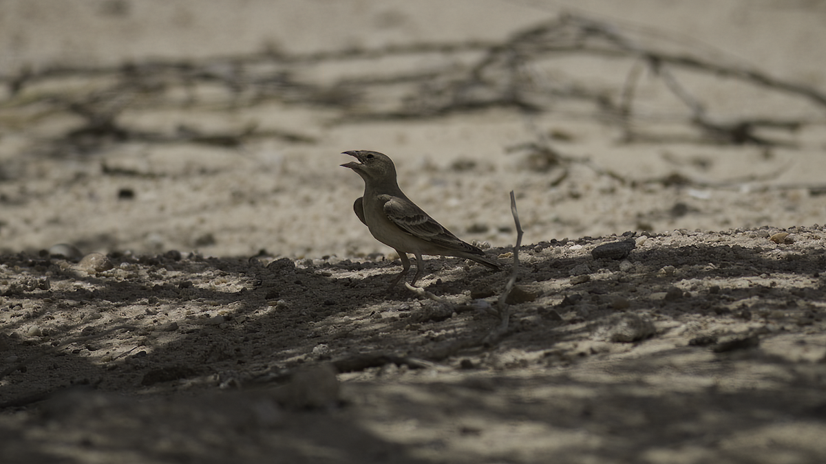 Pale Rockfinch - ML468715831