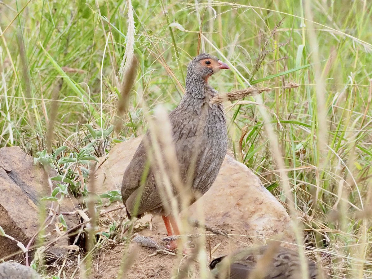 Red-necked Spurfowl (Cranch's) - ML468716081