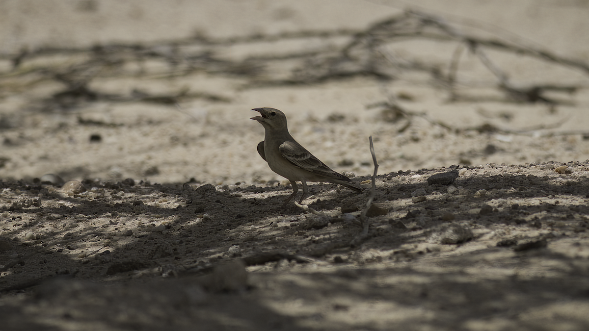 Pale Rockfinch - ML468716321