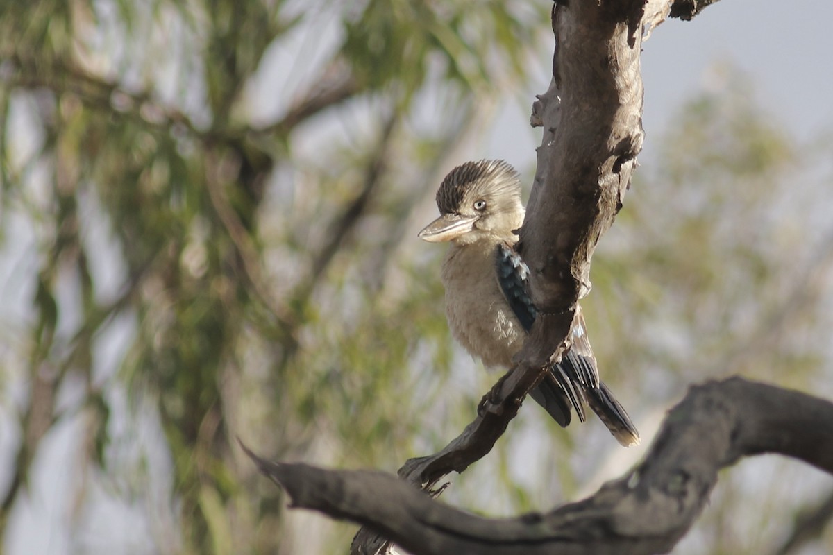 Blue-winged Kookaburra - Gil Ewing