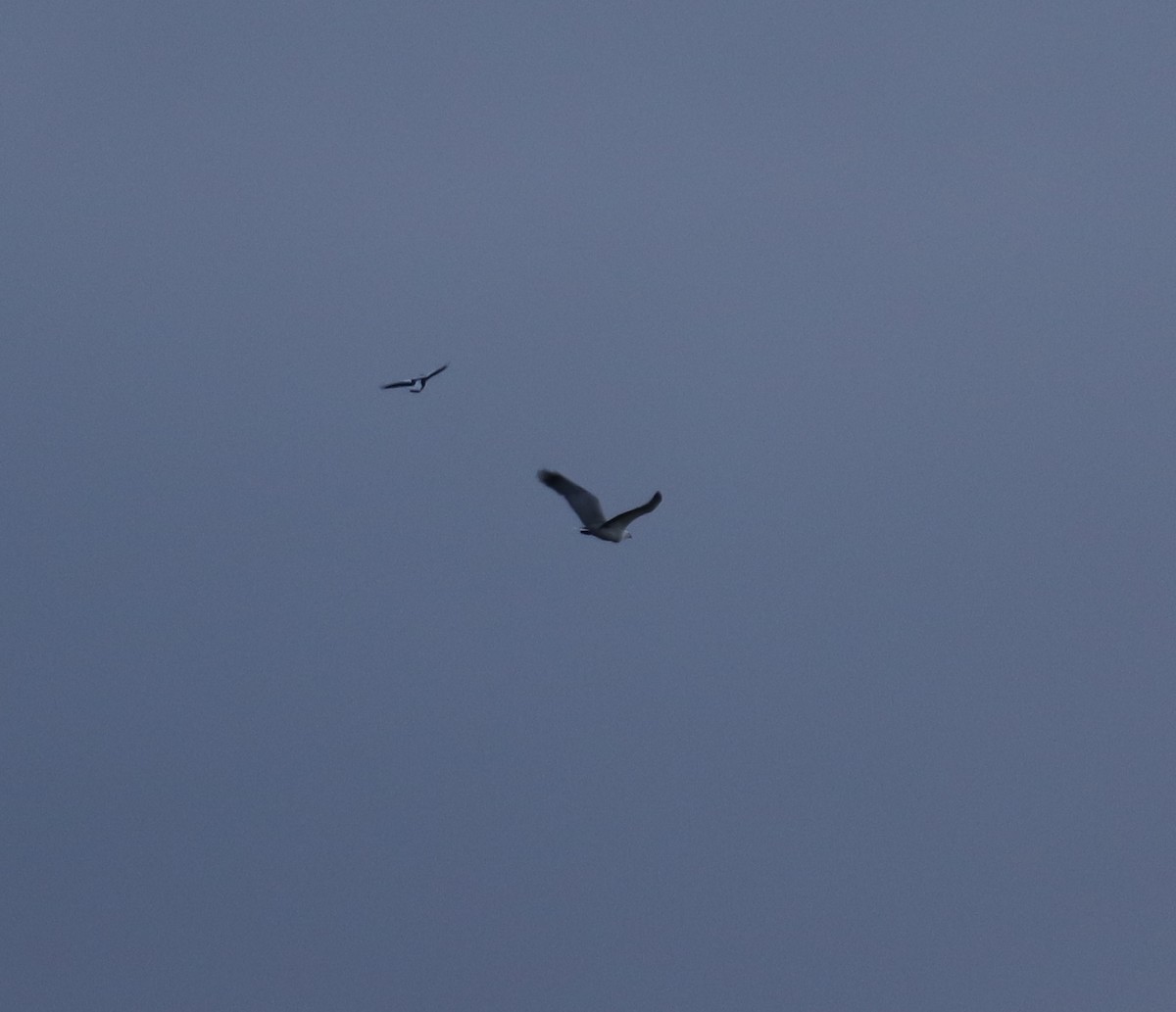 White-bellied Sea-Eagle - ML468716471