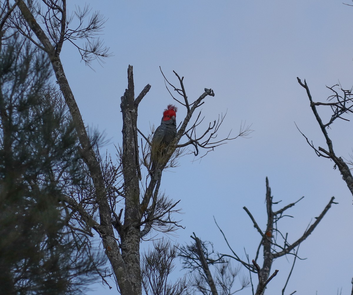 Cacatoès à tête rouge - ML468716501