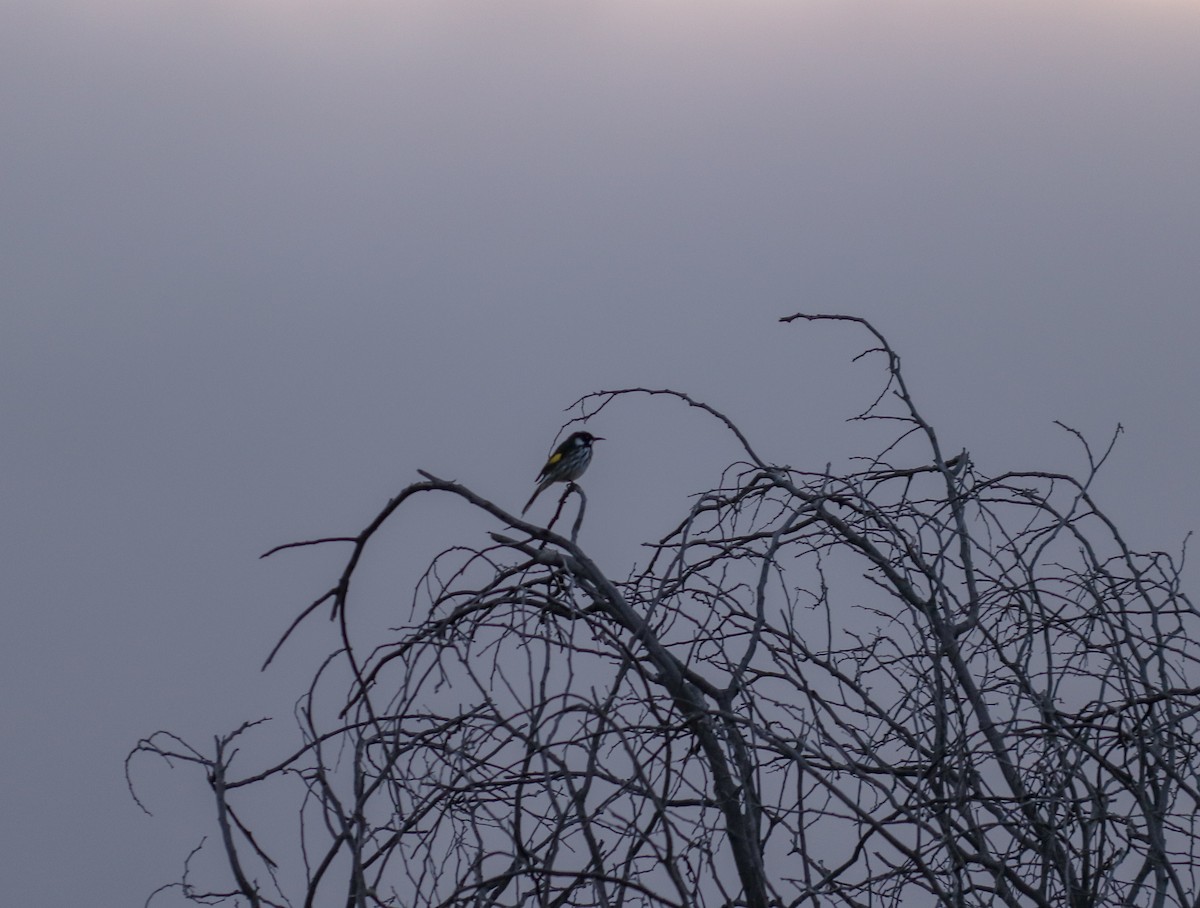 New Holland Honeyeater - ML468716511