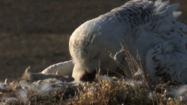 Snowy Owl - ML468717