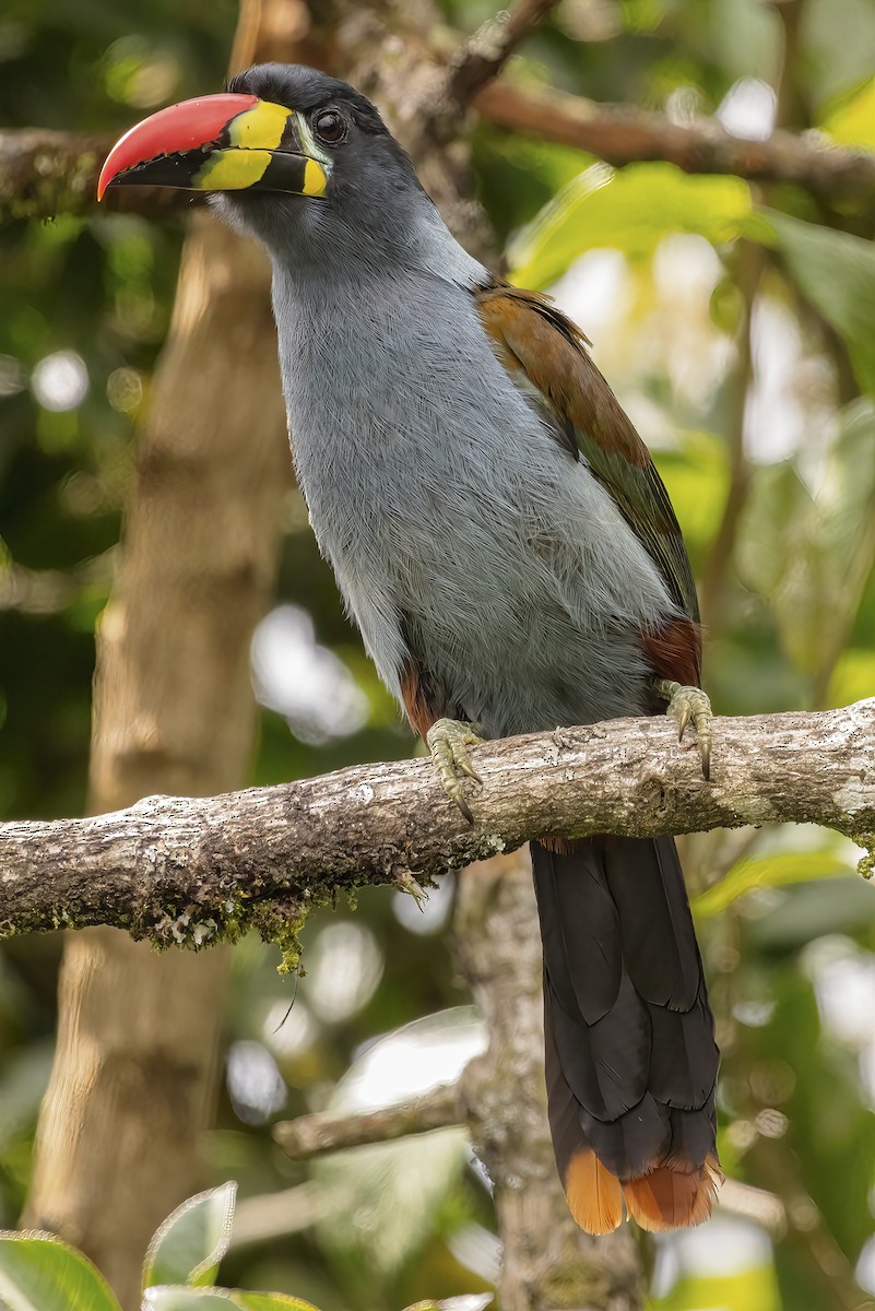 Gray-breasted Mountain-Toucan - ML468717651