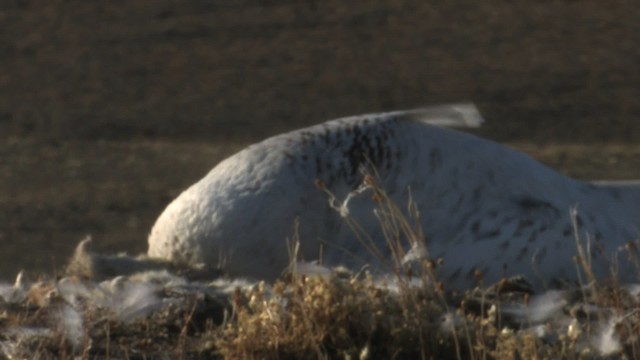 Snowy Owl - ML468718