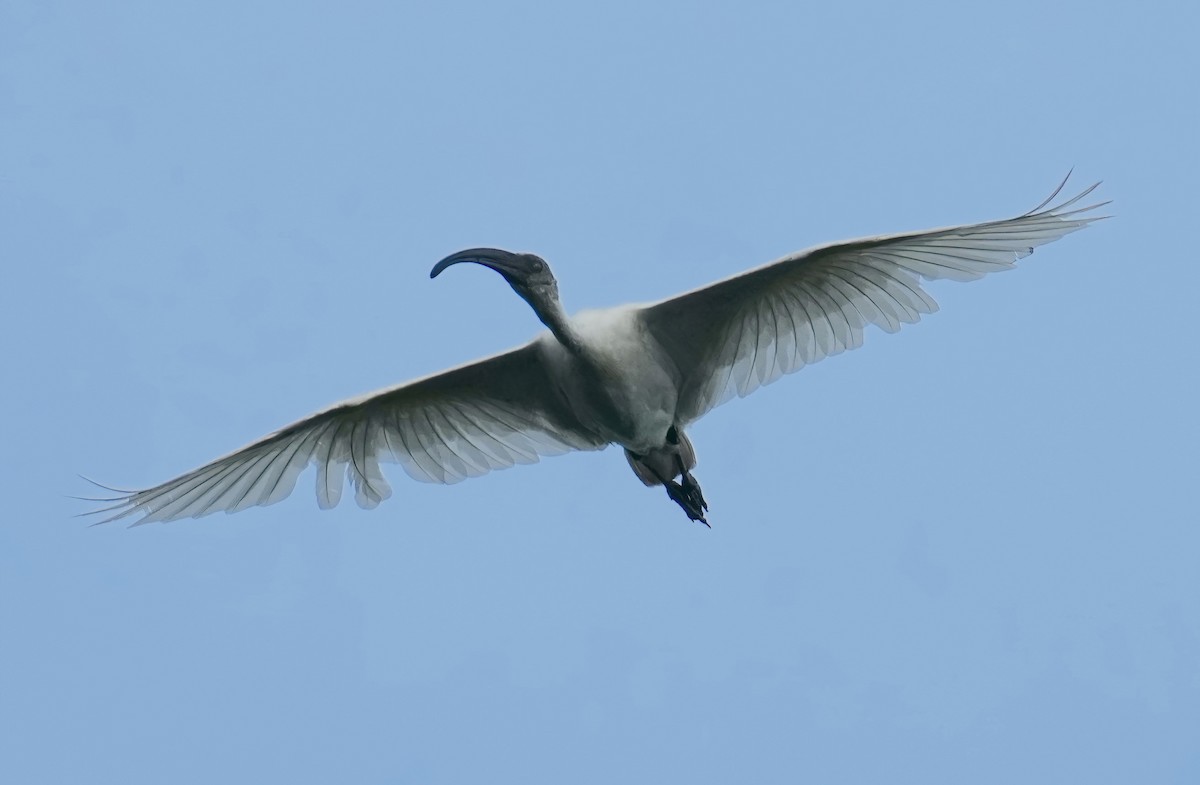 Black-headed Ibis - ML468718241