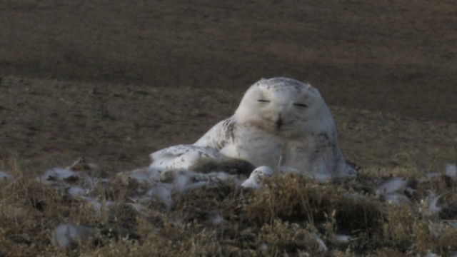 Snowy Owl - ML468719