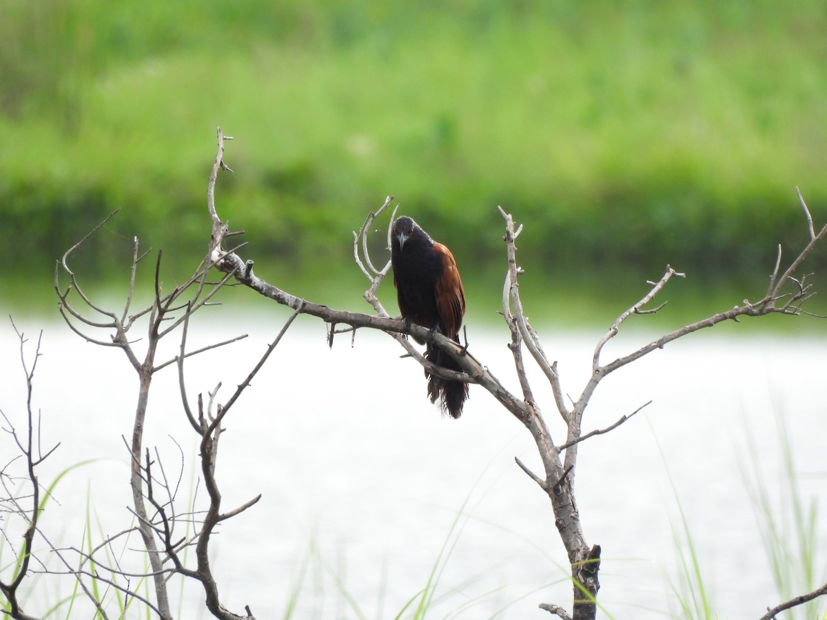 Greater Coucal - ML468719161