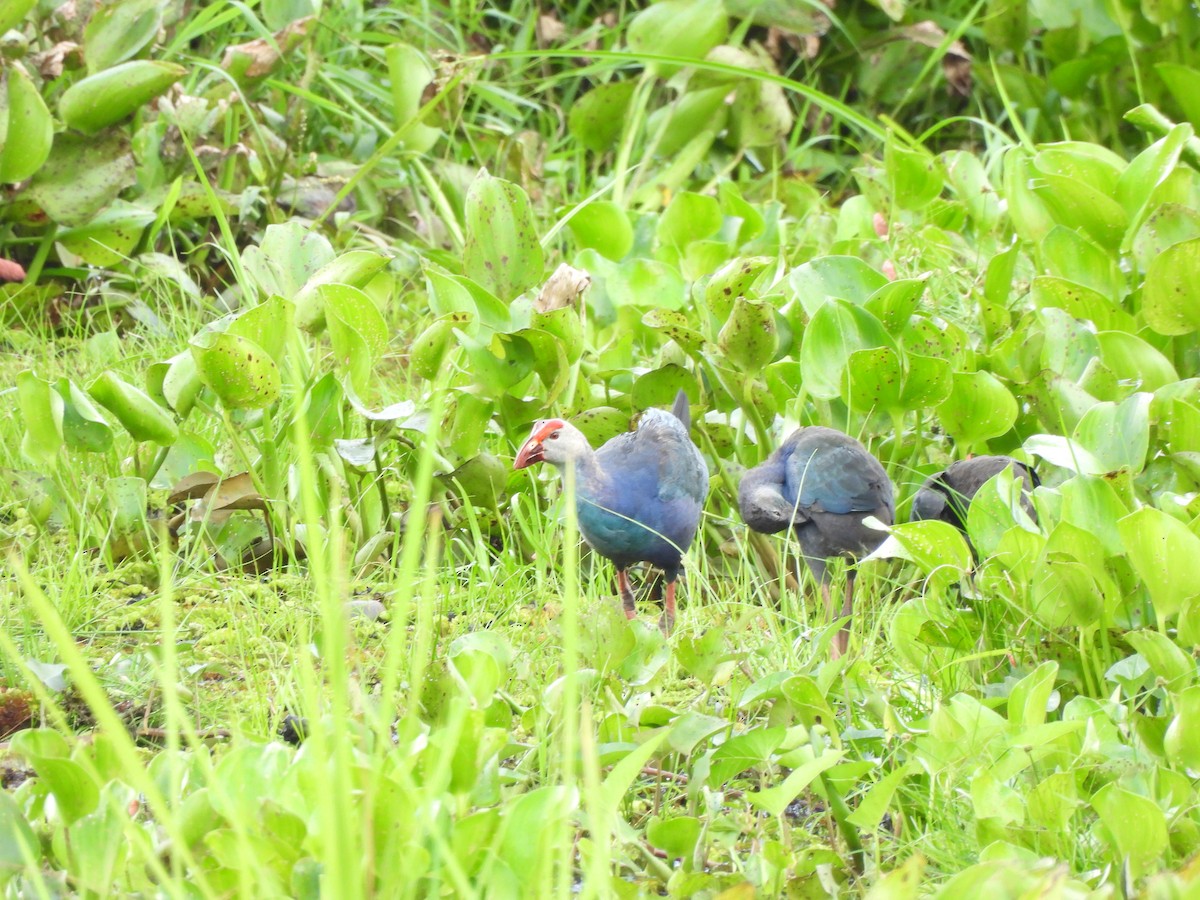 Uroilo urdin burugrisa - ML468719171
