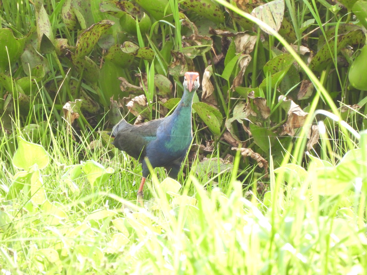 Uroilo urdin burugrisa - ML468719211