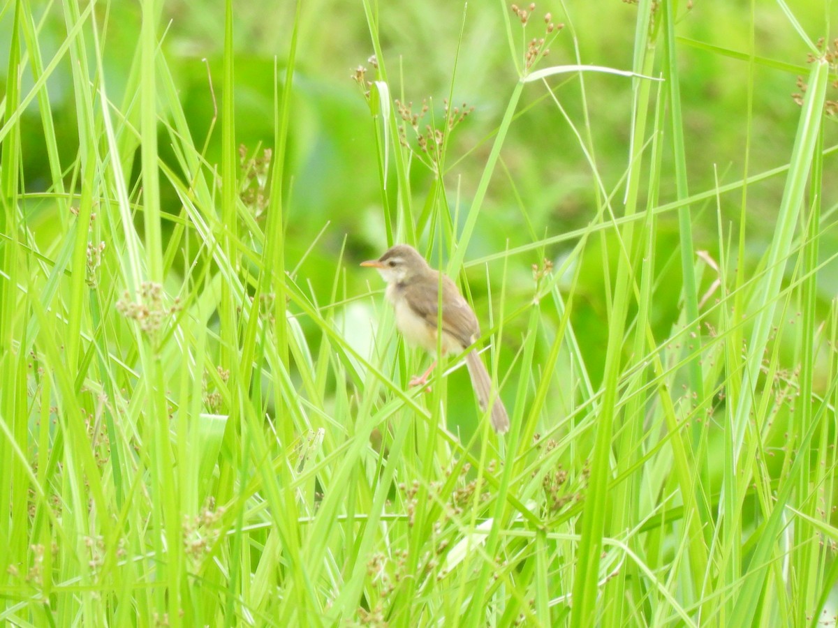 Plain Prinia - ML468719231