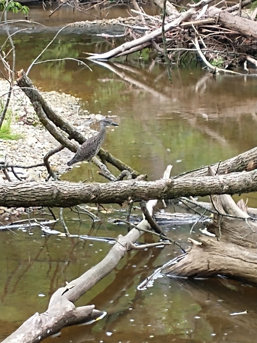 Yellow-crowned Night Heron - ML468719521