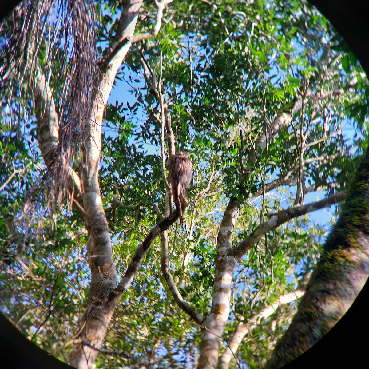 Long-tailed Potoo - Marcelo da Rocha