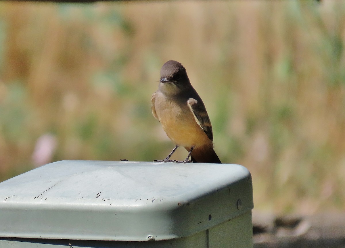 Say's Phoebe - ML468720101