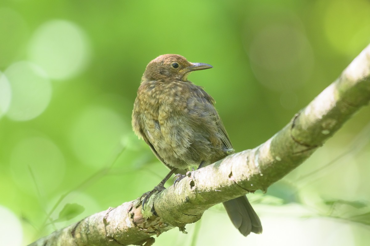 Eurasian Blackbird - ML468720331