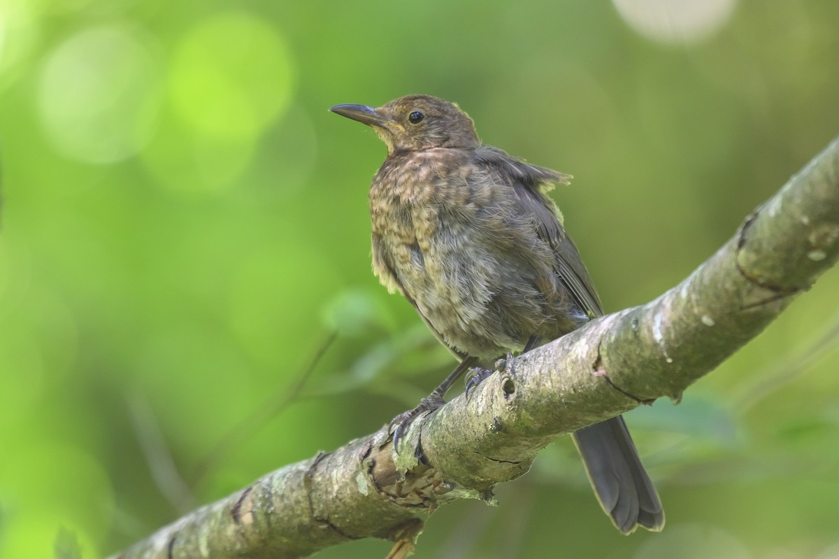 Eurasian Blackbird - ML468720401