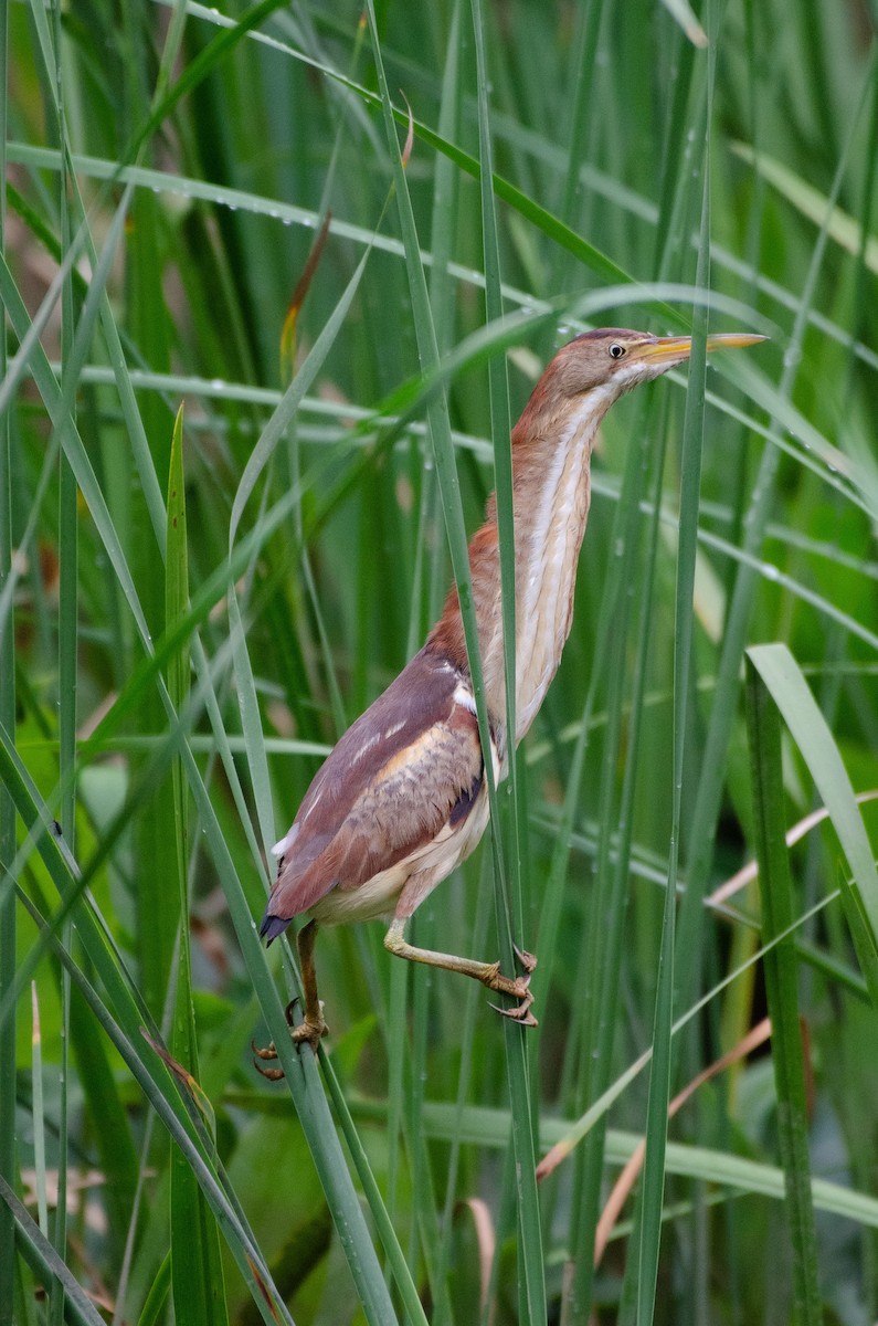 Least Bittern - Joshua Moritz