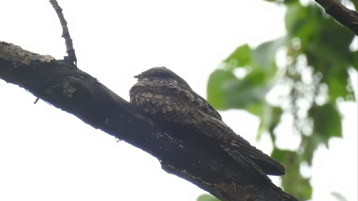 Gray Nightjar - ML468720841