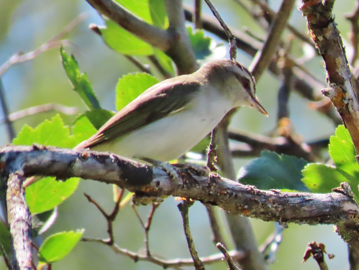 Red-eyed Vireo - Craig Johnson