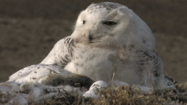 Snowy Owl - ML468721