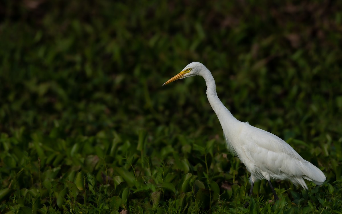 Medium Egret - ML468721941