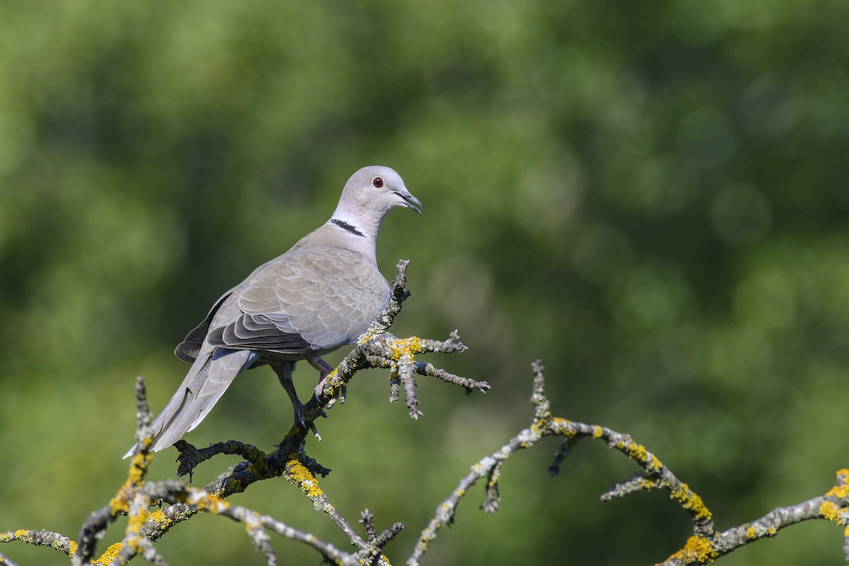 Eurasian Collared-Dove - ML468722011