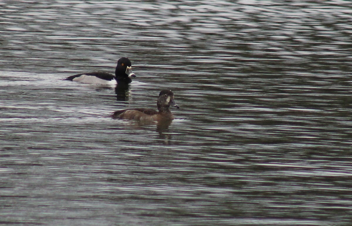 Ring-necked Duck - ML46872211