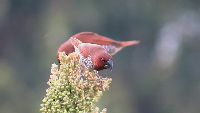 Scaly-breasted Munia - ML468722411