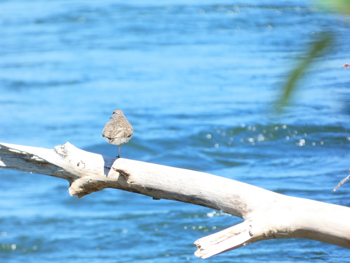 Spotted Sandpiper - ML468722861