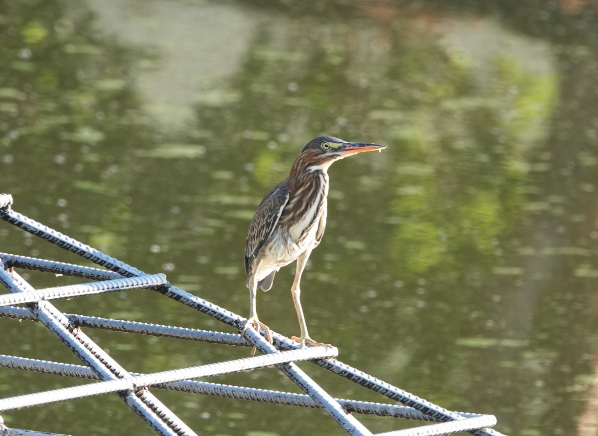 Green Heron - ML468723341