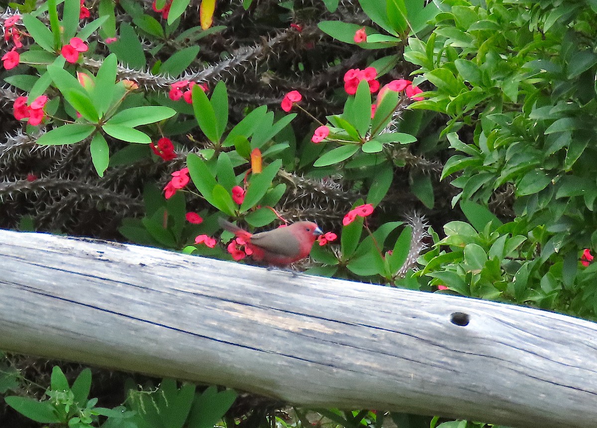 firefinch sp. - ML468723361