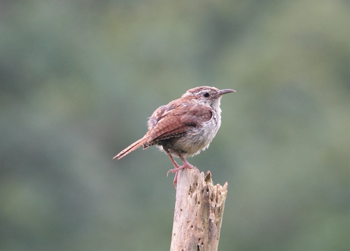 Carolina Wren - ML468723431