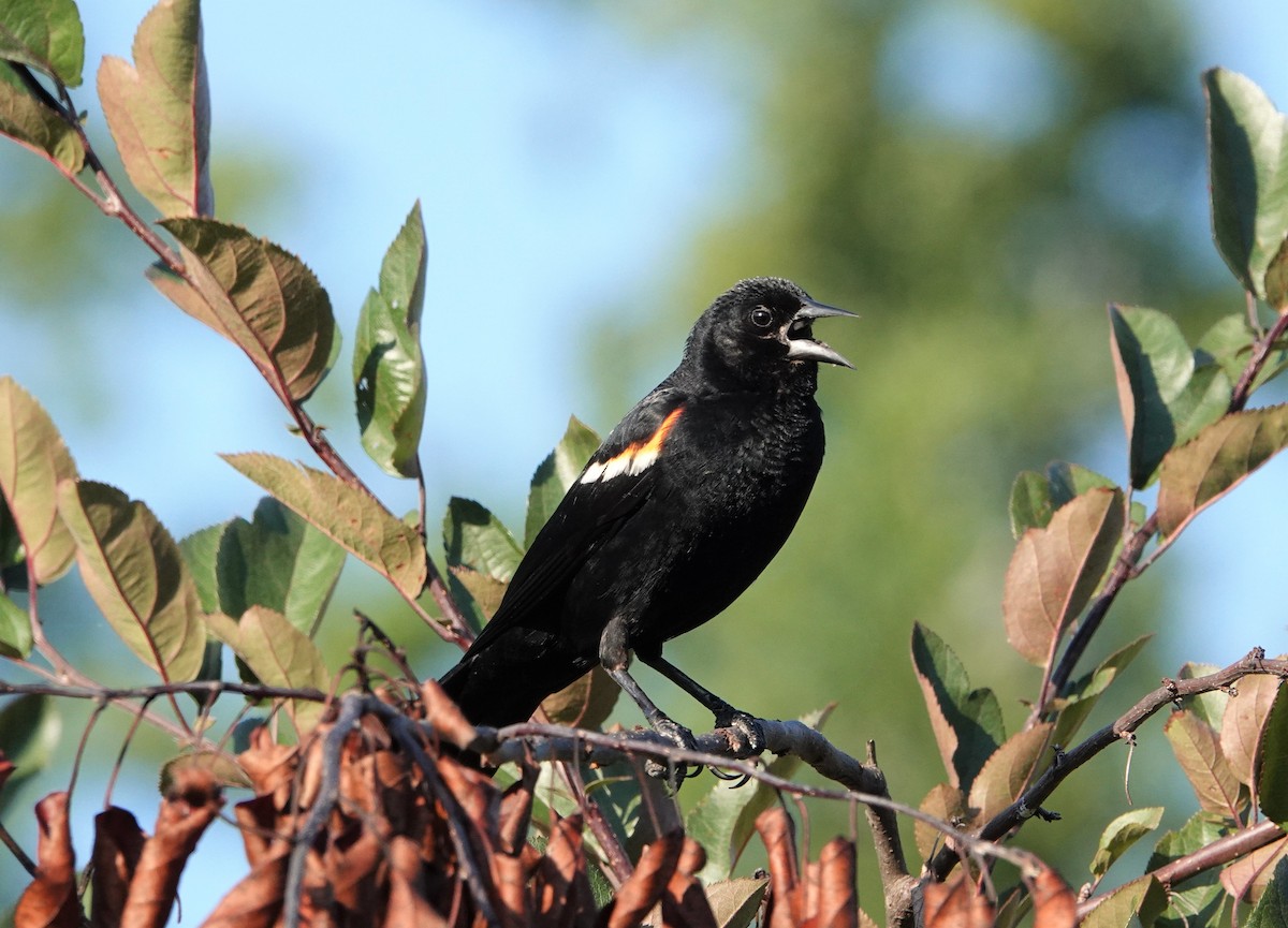 Red-winged Blackbird - ML468723491