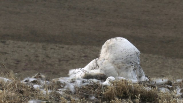 Snowy Owl - ML468724