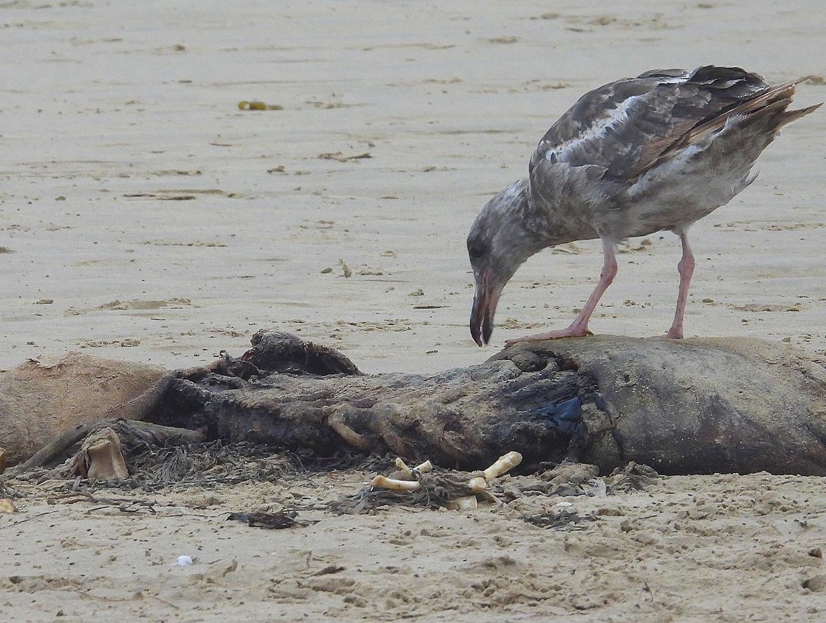Western Gull - ML468724071