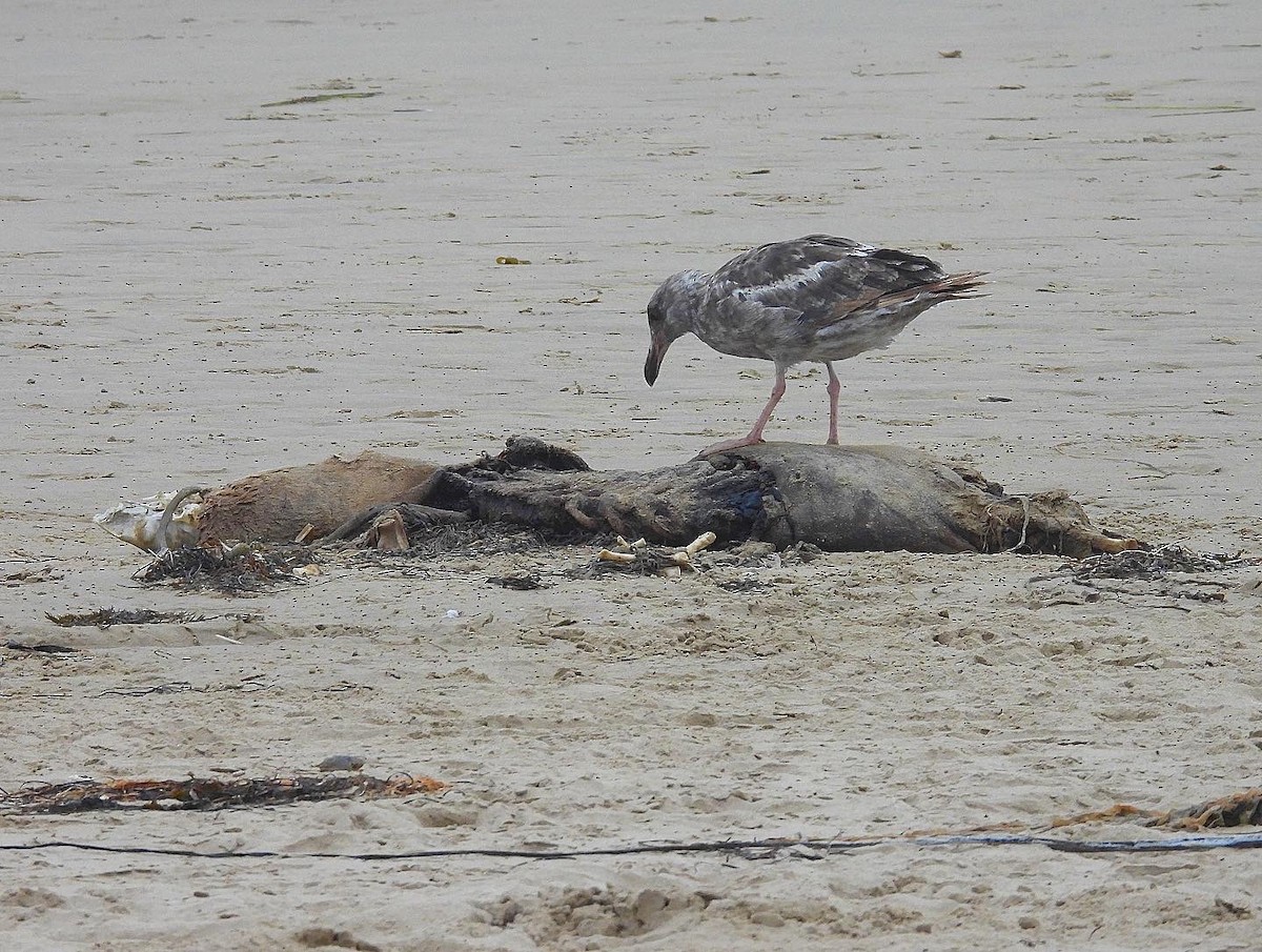 Western Gull - ML468724081