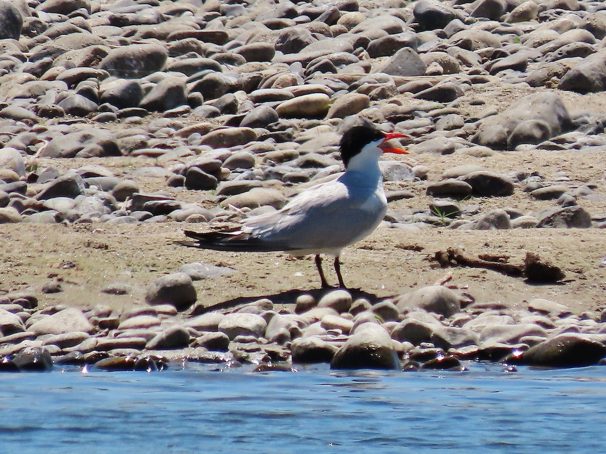 Caspian Tern - Craig Johnson