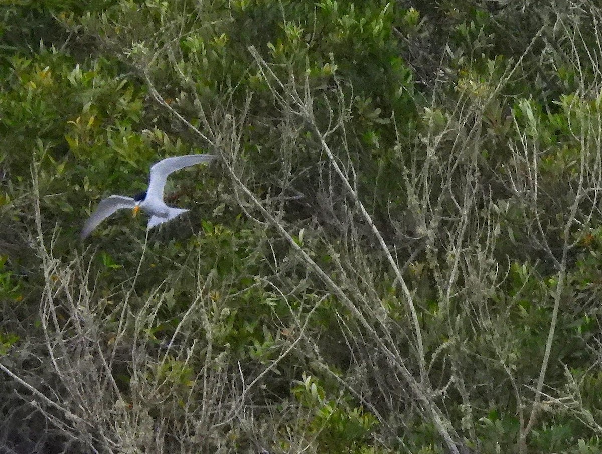 Least Tern - ML468724581